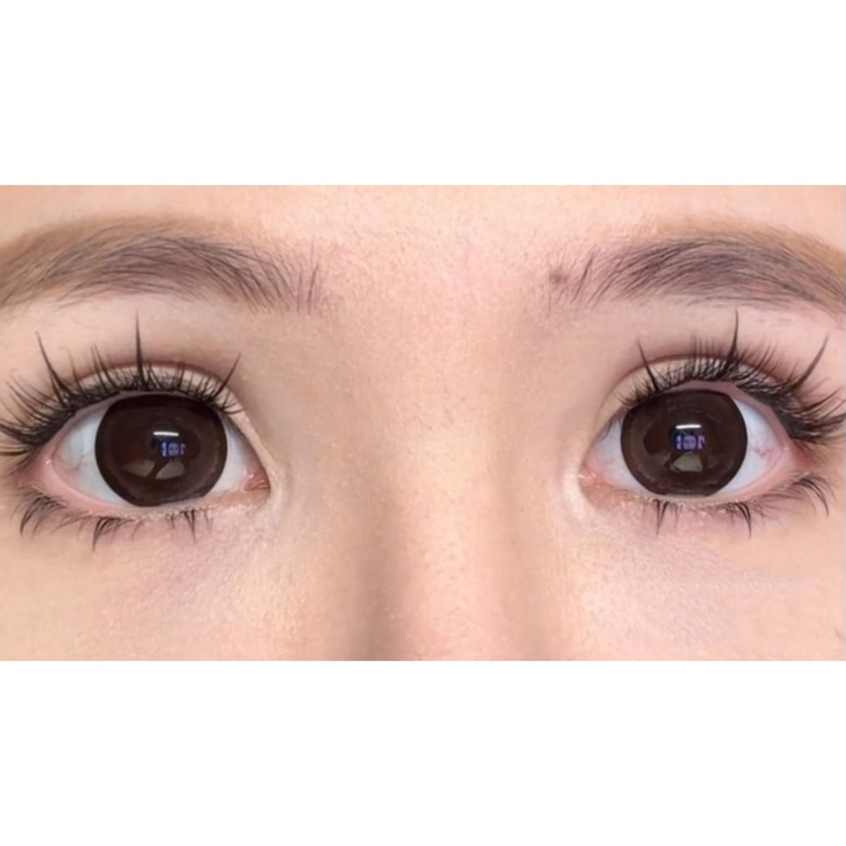 MNMKA FLLYCON 14.50mm Dark Brown Colored Contact Lenses (6 Months Wear)