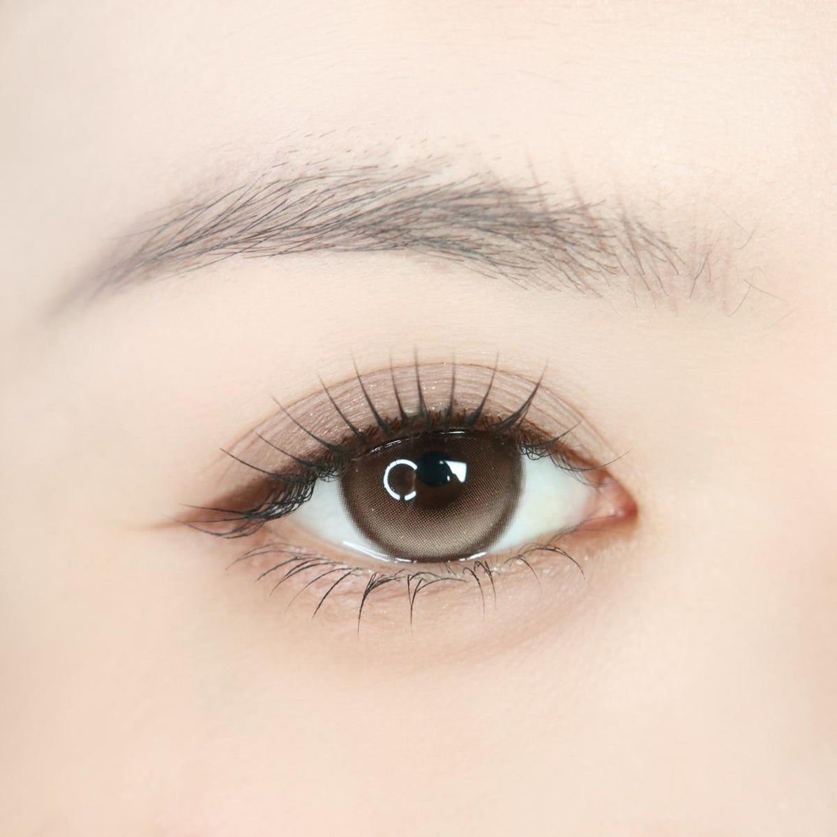 CDTSWROU OBALEN 14.50mm Brown Colored Contact Lenses (6 Months Wear)